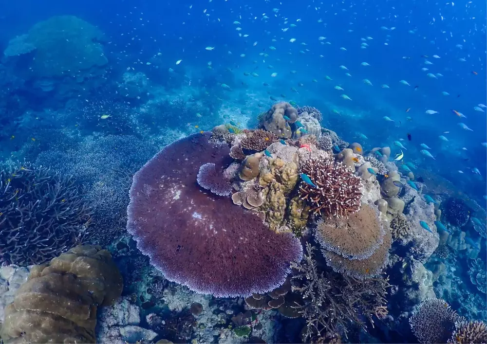 Coral Reef undersea