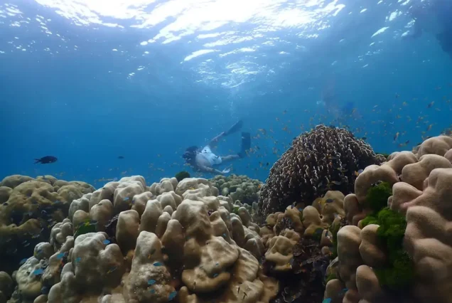 Coral Reef Phi Phi Island