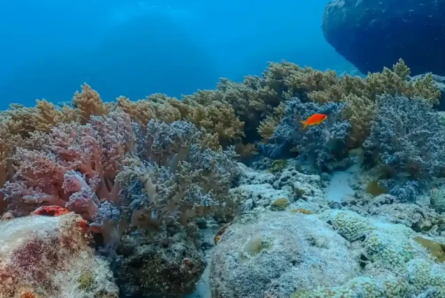 Coral Reef PP island