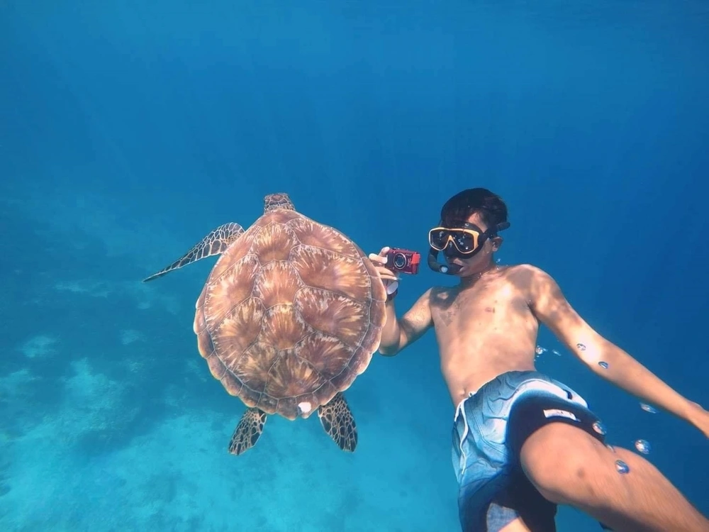 Turtle undersea with snorkeling staff