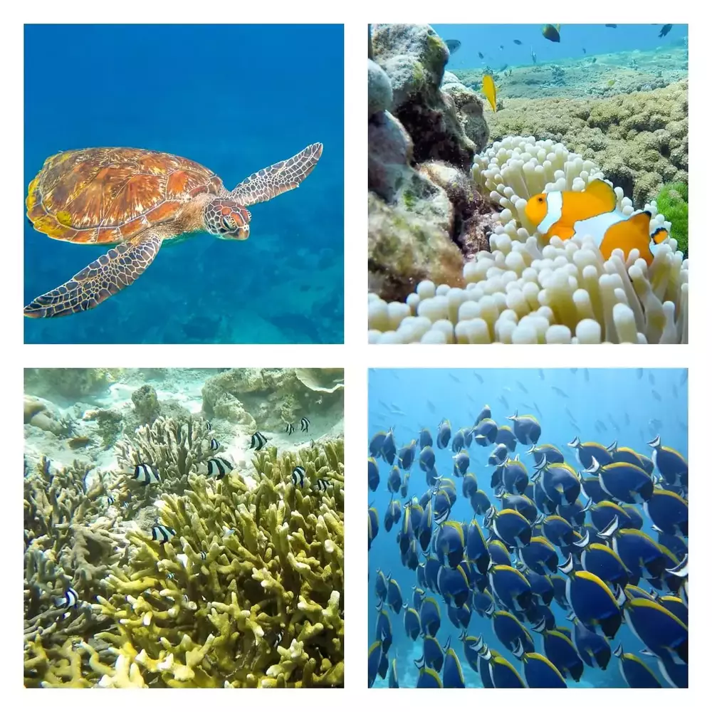 group photo of the marine life undersea of Similan