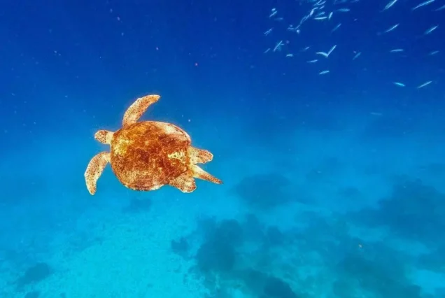 Turtle marine life undersea of Similan Island