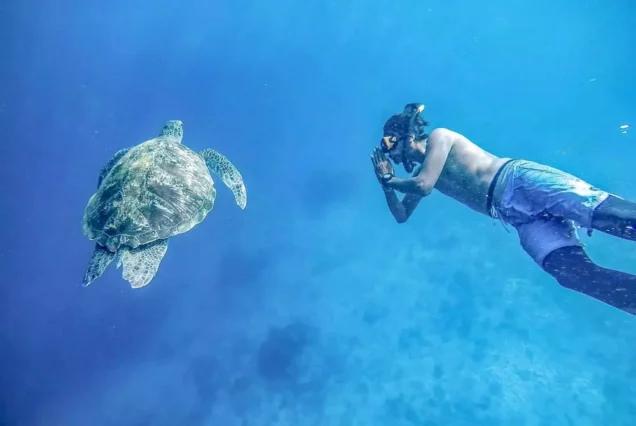 Turtle with snorkeling staff