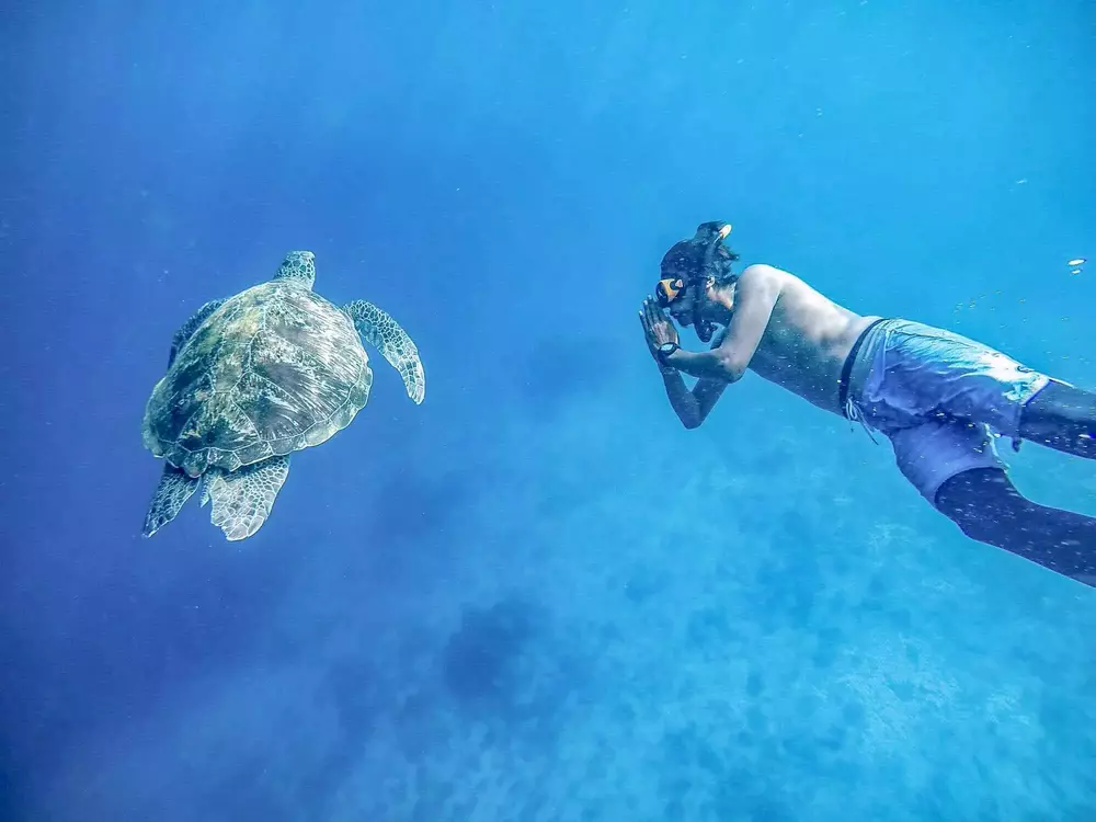 Turtle with snorkeling staff