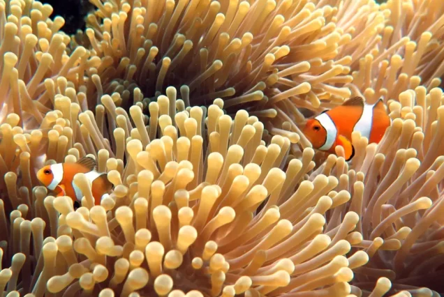 Marine life, nemo fish