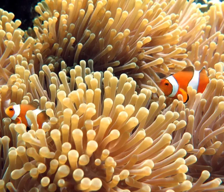 Marine life, nemo fish