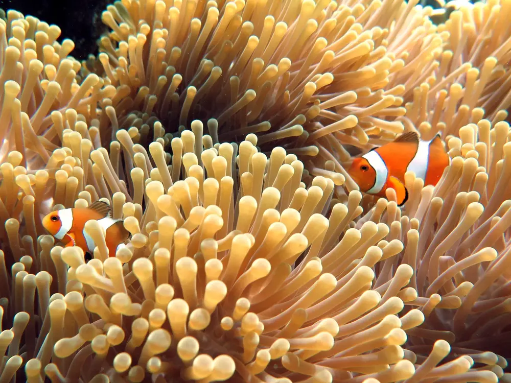 Marine life, nemo fish