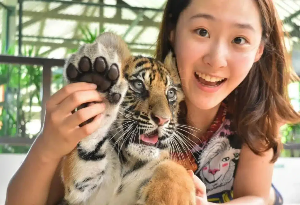 Tiger Kingdom, photo with tiger, best family activities in Phuket