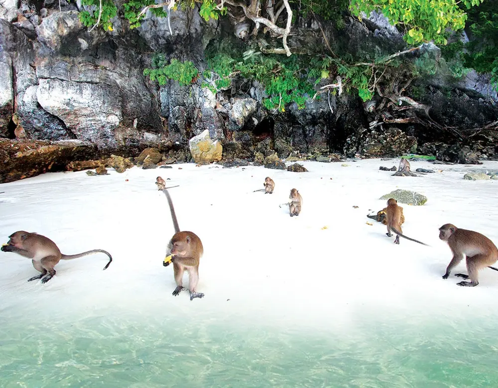 Monkey Bay