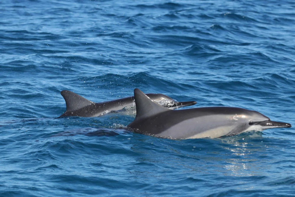 Dolphins near Maithon Island dolphin spotting route