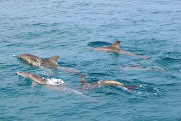 Wild dolphins swimming near Maithon Island