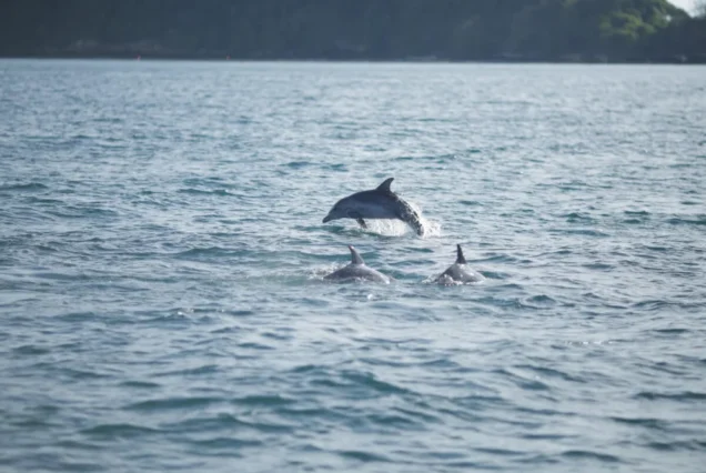 Wild dolphin near Maithon Island Phuket