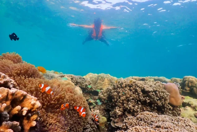 Coral reef and tropical fish at Racha Noi