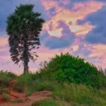 Palm tree and sea view near the end of Promthep Cape Phuket