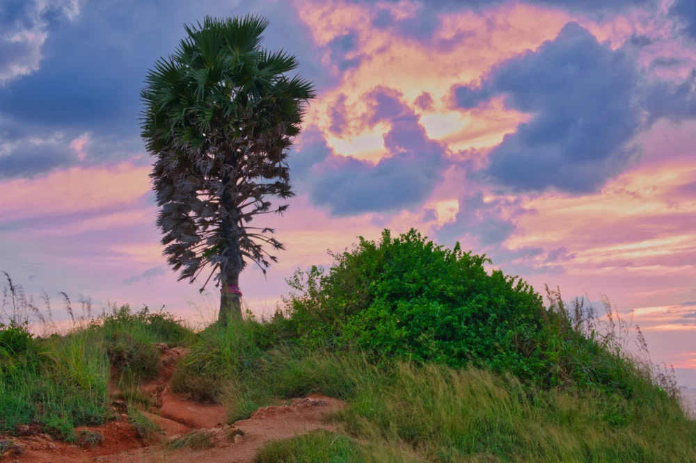 Palm tree and sea view near the end of Promthep Cape Phuket
