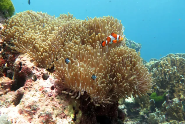 Anemonefish and coral underwater at Similan Island