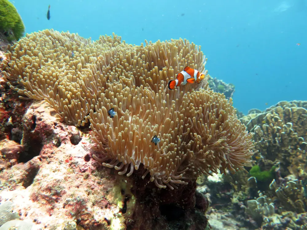 Anemonefish among corals in the Similan Islands