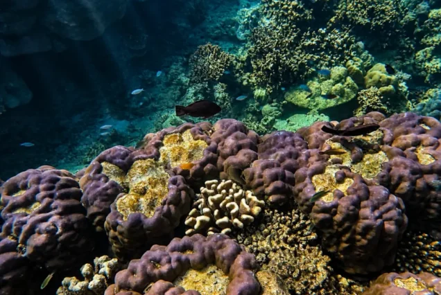 Underwater coral reef in the Similan tour photo collection