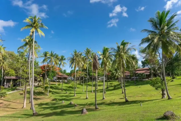 Palm trees and tropical gardens at Ban Raya Resort on Racha Island